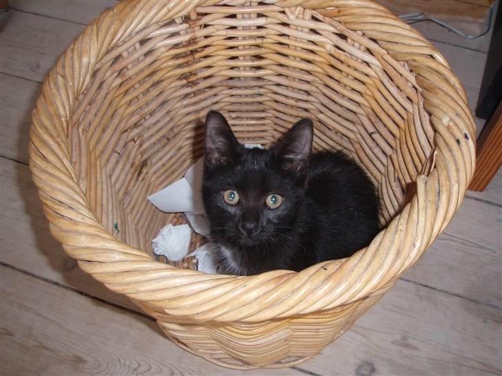 Blanding af racer Coco Chanel billede 5