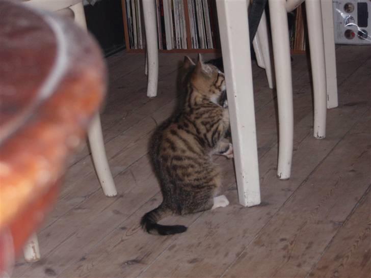 Blanding af racer Emilienne - Emilienne tsæker min taskerem billede 1