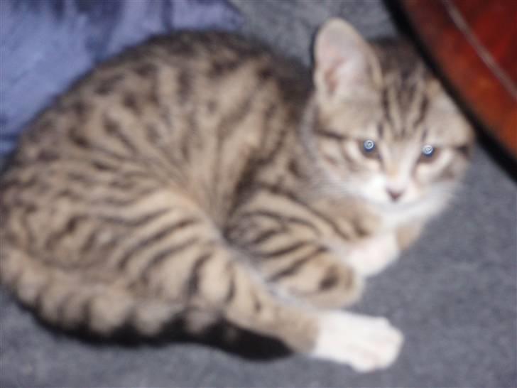 Blanding af racer Emilienne - Utydeligt, men har endnu ikke så mange billede 2