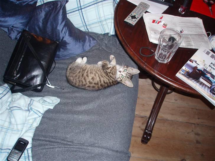 Blanding af racer Emilienne - Er jeg ikke SKØN?????  billede 3