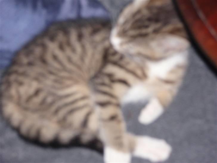 Blanding af racer Emilienne - Utydeligt, men har endnu ikke så mange billede 4