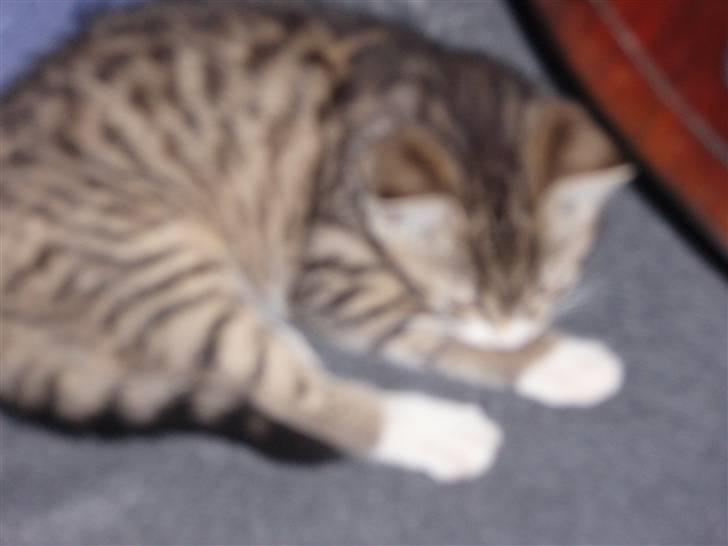 Blanding af racer Emilienne - Utydeligt, men har endnu ikke så mange billede 5