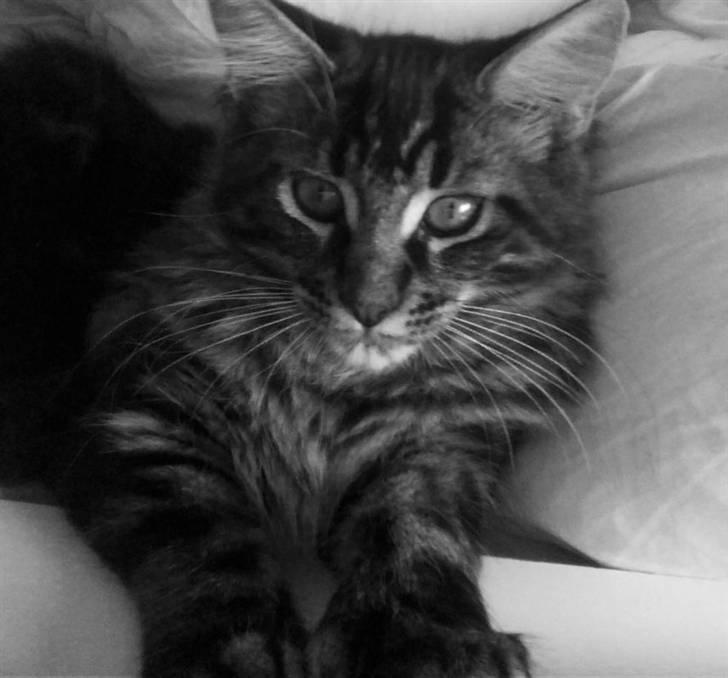 Maine Coon Misja billede 1