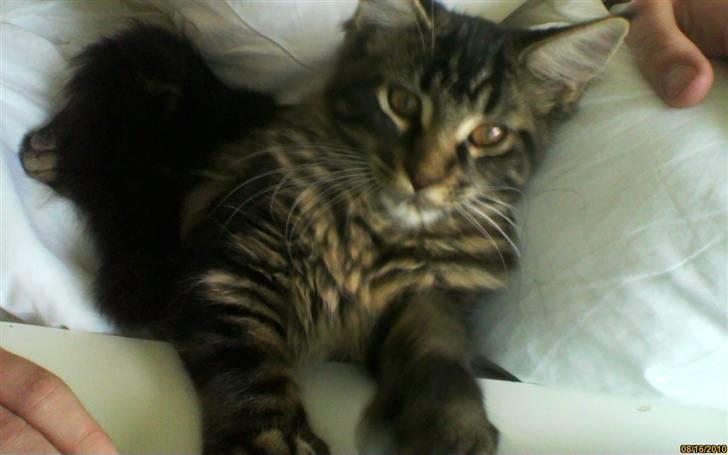 Maine Coon Misja billede 2