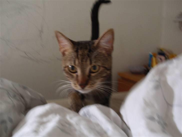 Huskat Bobo * død * billede 4