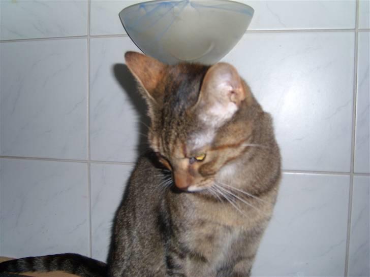 Huskat Nuser - Fin og ren igen billede 15