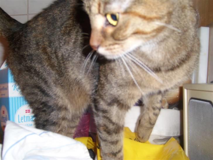 Huskat Nuser - Det var alt vi ses  billede 16