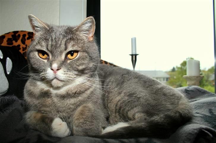British Shorthair Freya billede 1