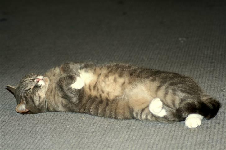 British Shorthair Freya billede 2