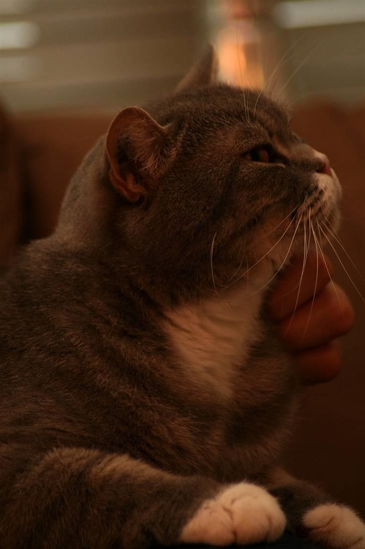 British Shorthair Freya billede 3