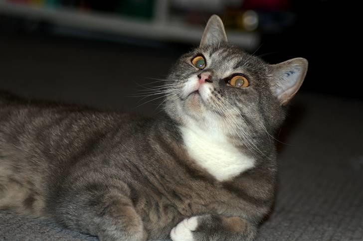 British Shorthair Freya billede 4