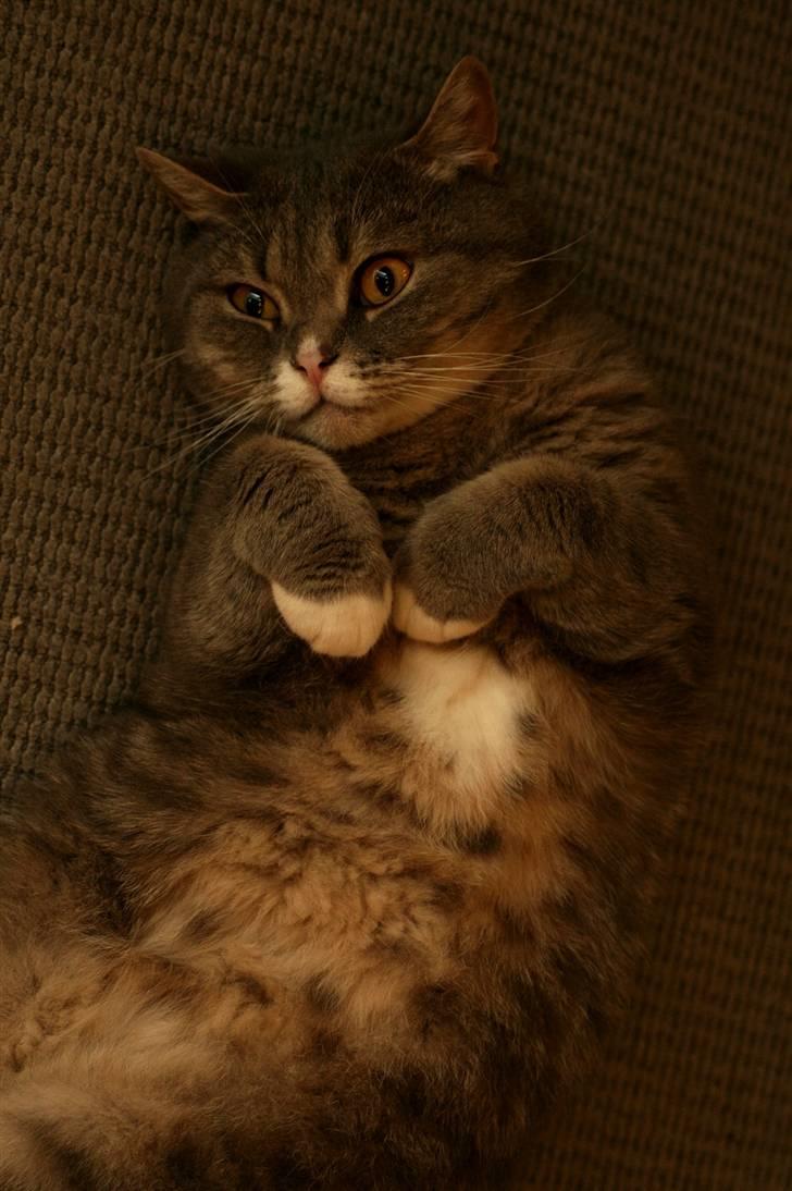 British Shorthair Freya billede 5