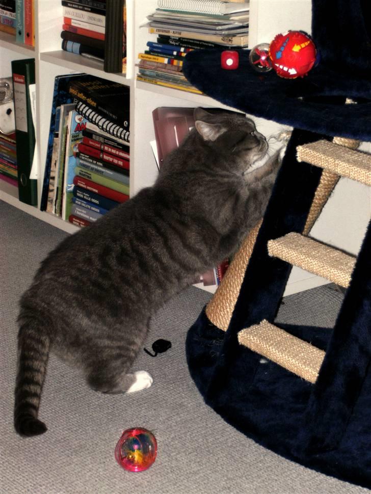 British Shorthair Freya billede 6