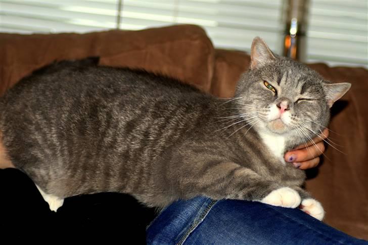 British Shorthair Freya billede 7