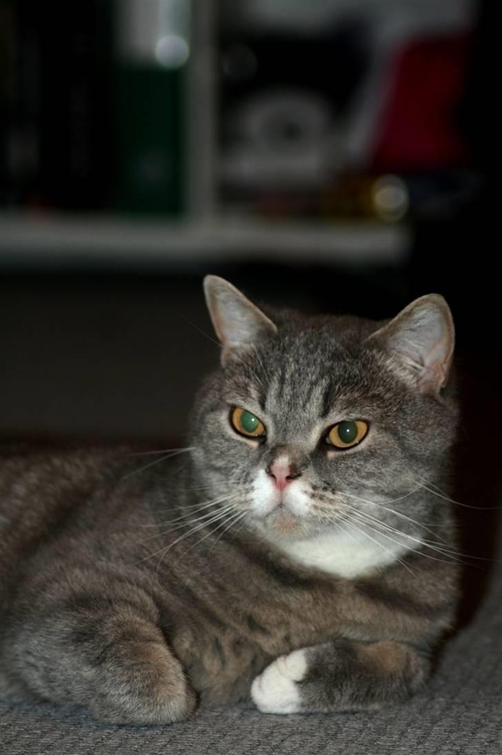 British Shorthair Freya billede 8