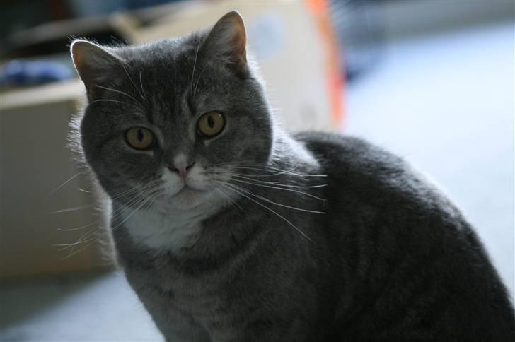 British Shorthair Freya billede 9