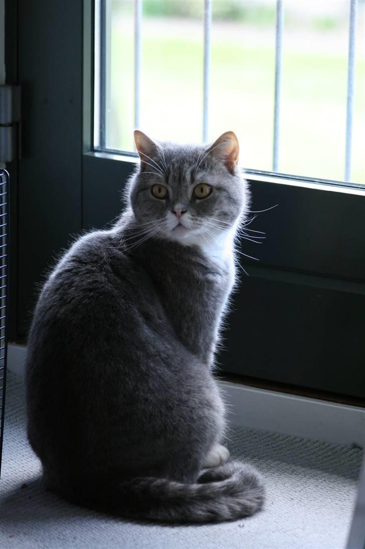 British Shorthair Freya billede 10