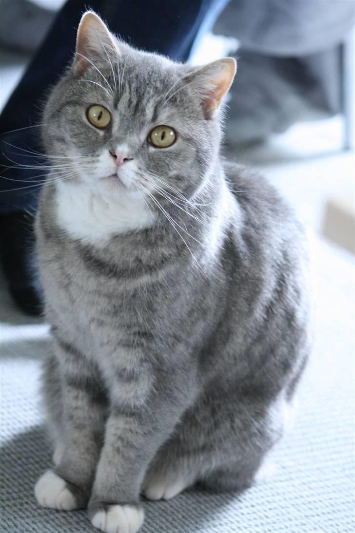 British Shorthair Freya billede 11