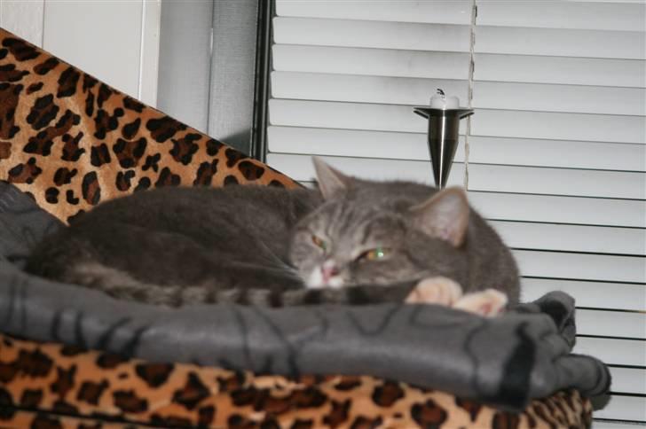 British Shorthair Freya billede 12