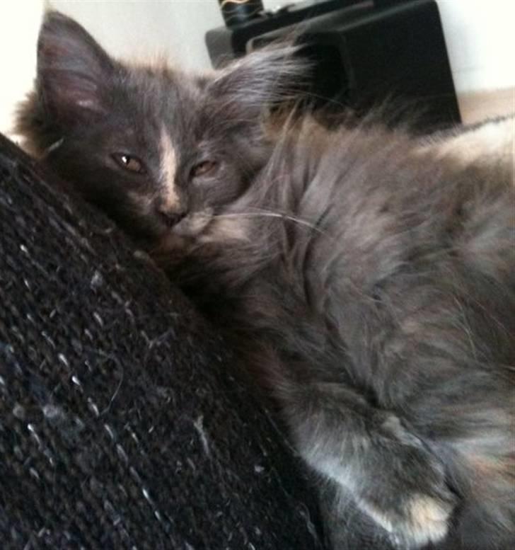 Maine Coon Luna billede 1