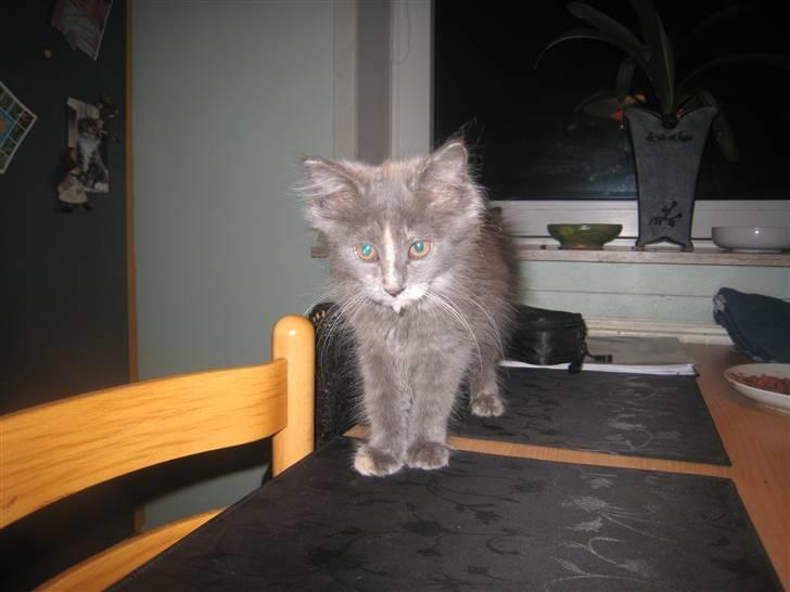 Maine Coon Luna billede 2