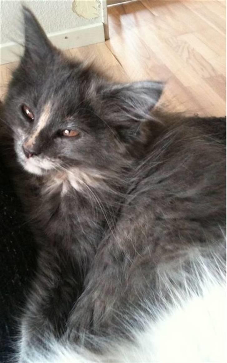 Maine Coon Luna billede 3