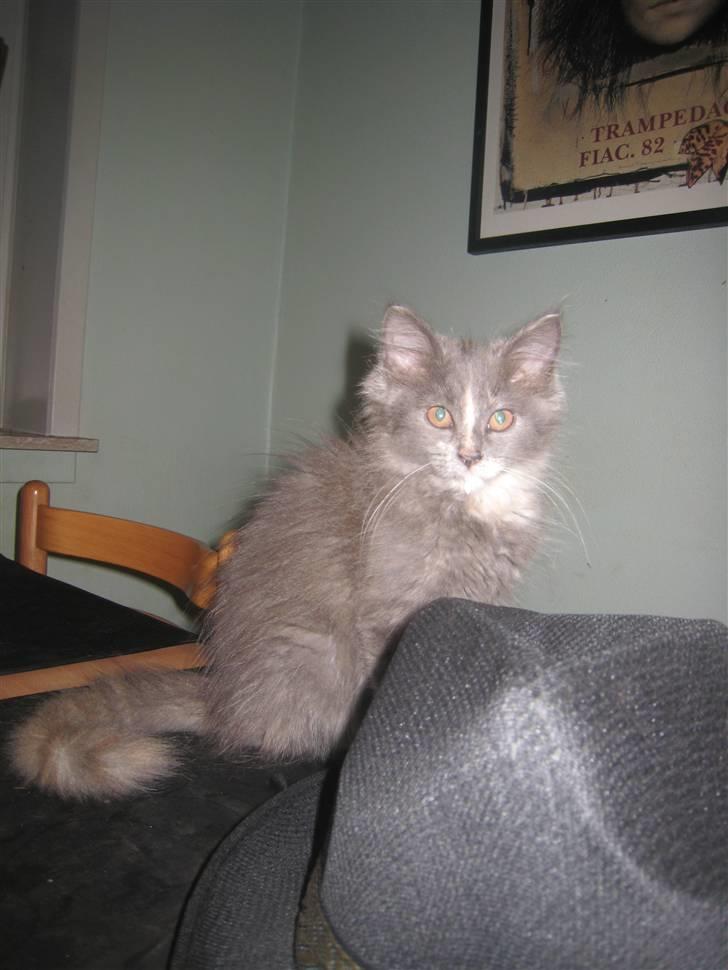 Maine Coon Luna billede 4