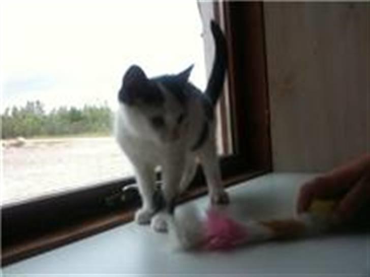 Huskat Mikki  billede 1