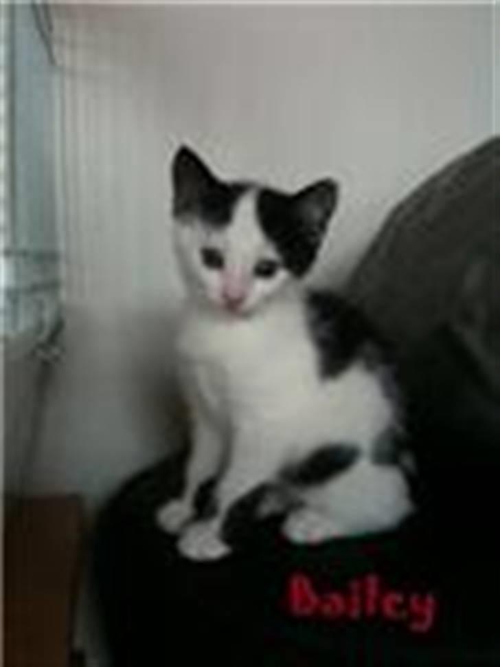 Huskat Mikki  billede 2