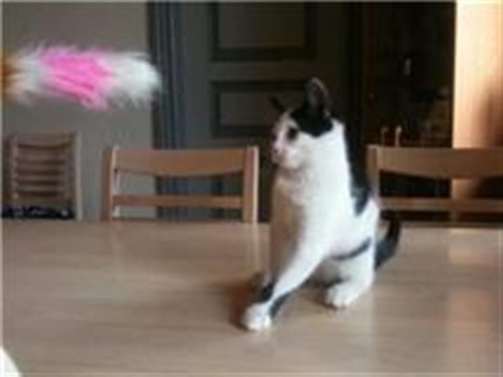 Huskat Mikki  billede 3