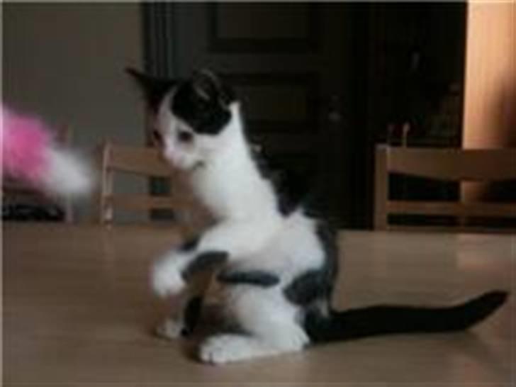 Huskat Mikki  billede 4