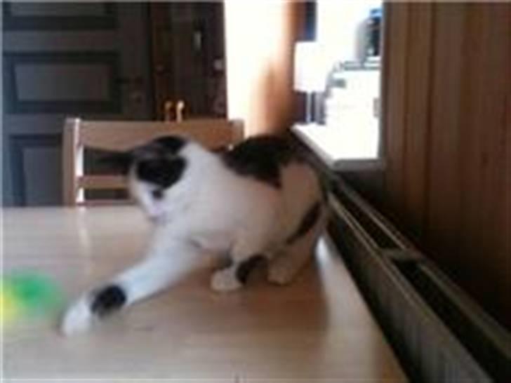 Huskat Mikki  billede 5