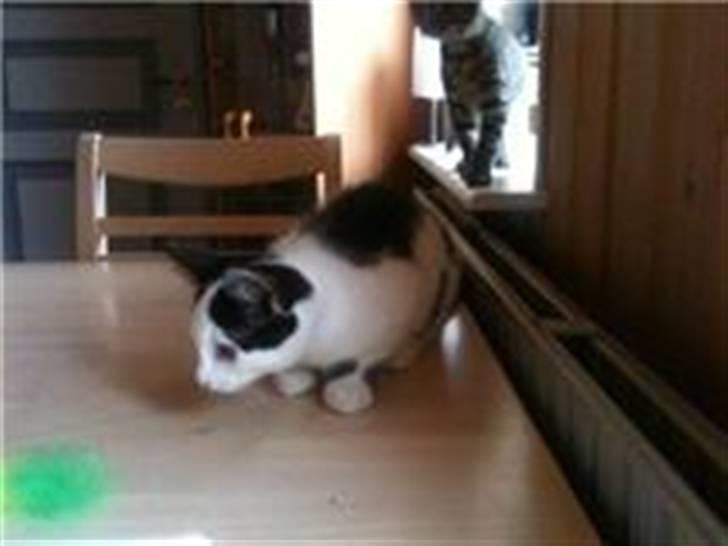 Huskat Mikki  billede 6