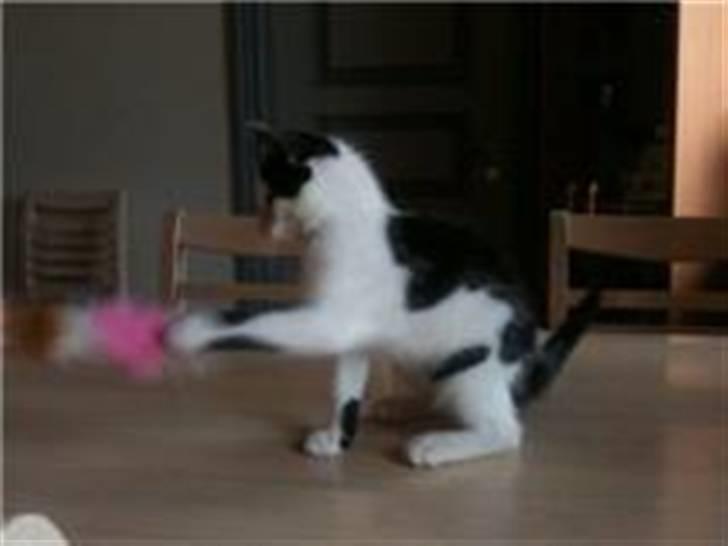 Huskat Mikki  billede 7