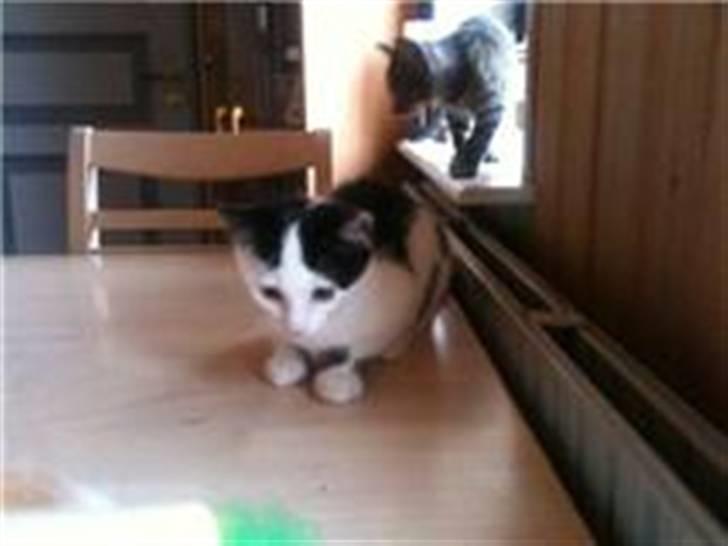 Huskat Mikki  billede 8