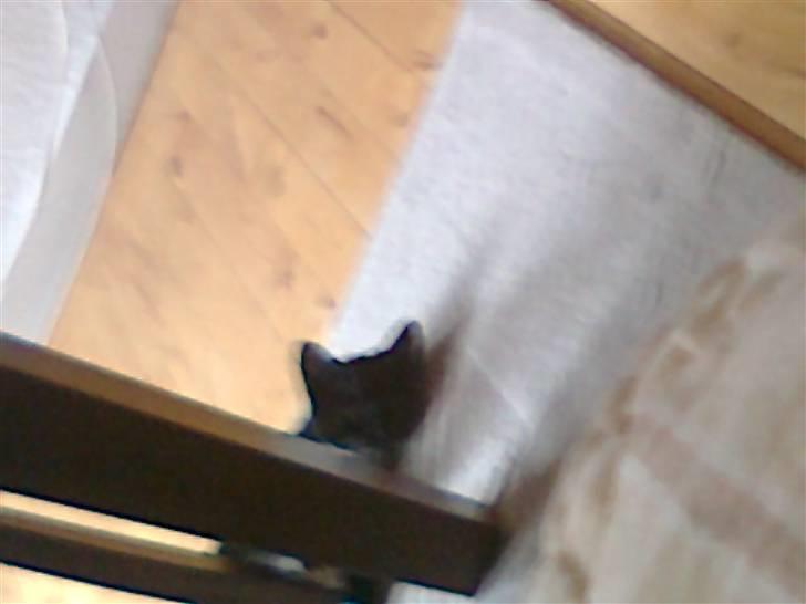 Huskat Lady - ligger fladt billede 11