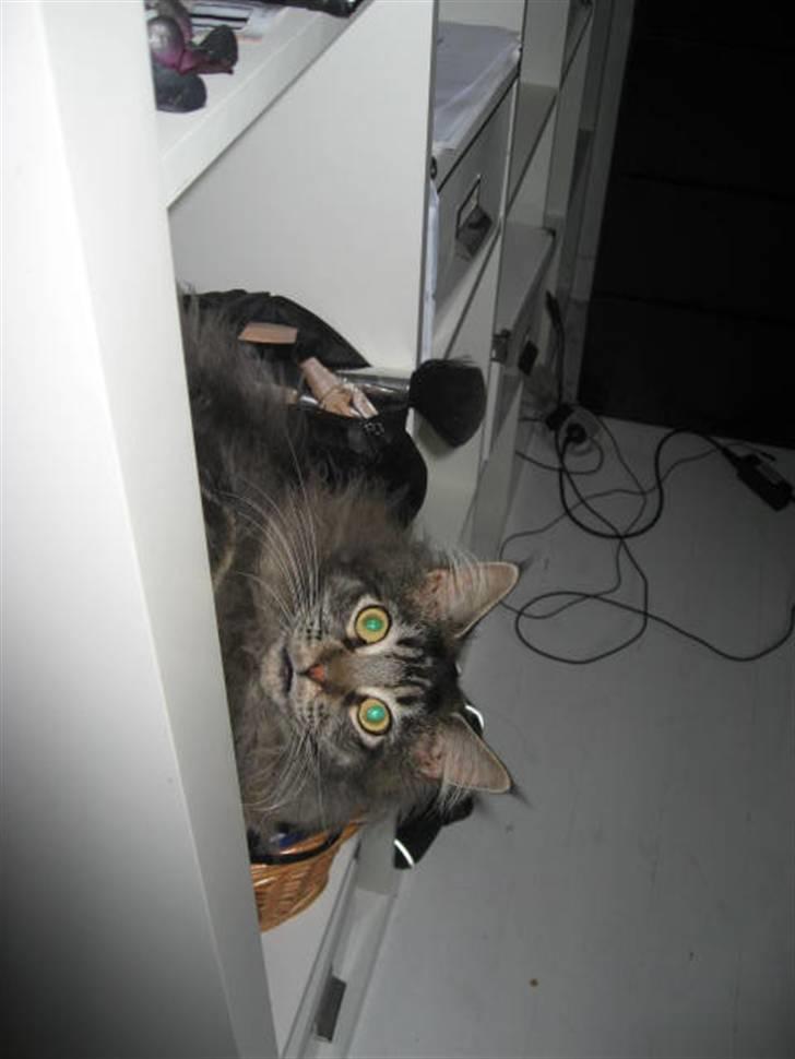 Maine Coon Samson - død 01.10.10 billede 11