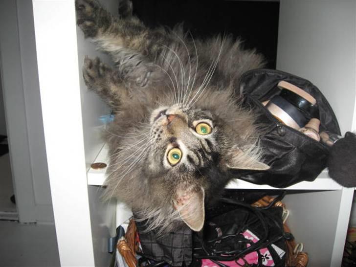 Maine Coon Samson - død 01.10.10 billede 12