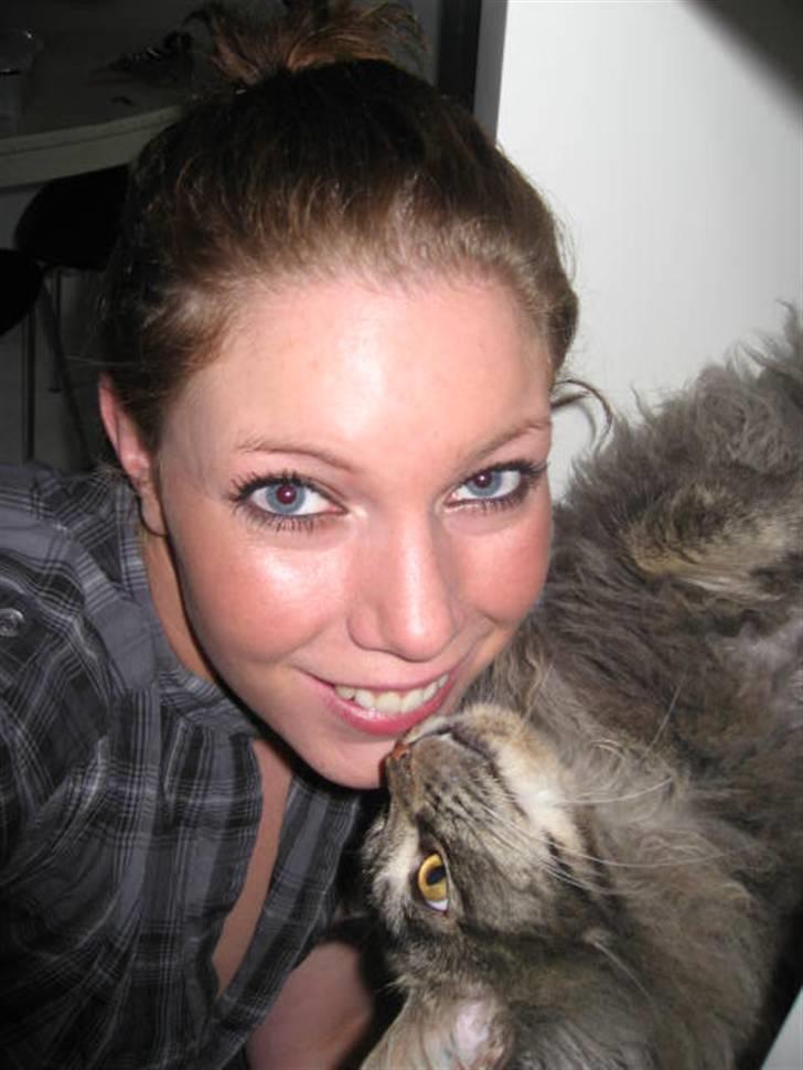 Maine Coon Samson - død 01.10.10 billede 13