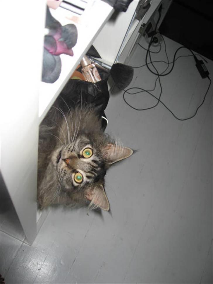 Maine Coon Samson - død 01.10.10 billede 14