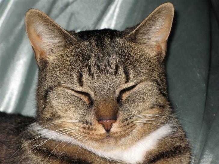 Huskat Miv billede 1