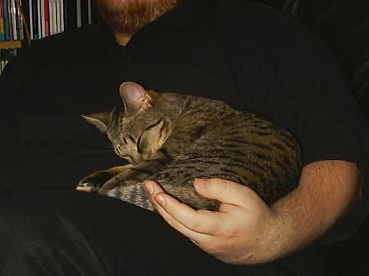 Huskat Miv billede 2