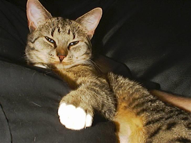 Huskat Miv billede 3