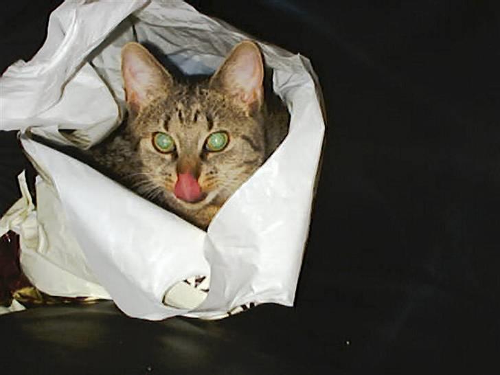 Huskat Miv billede 4