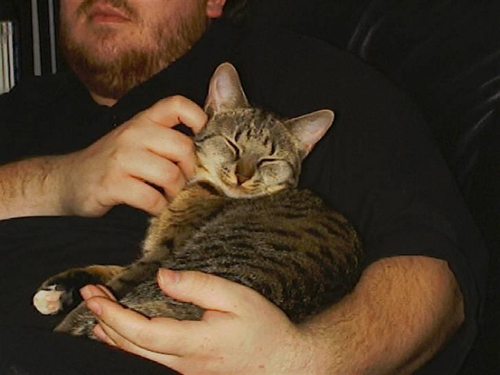 Huskat Miv billede 5