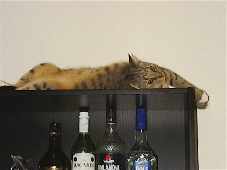 Huskat Miv billede 6