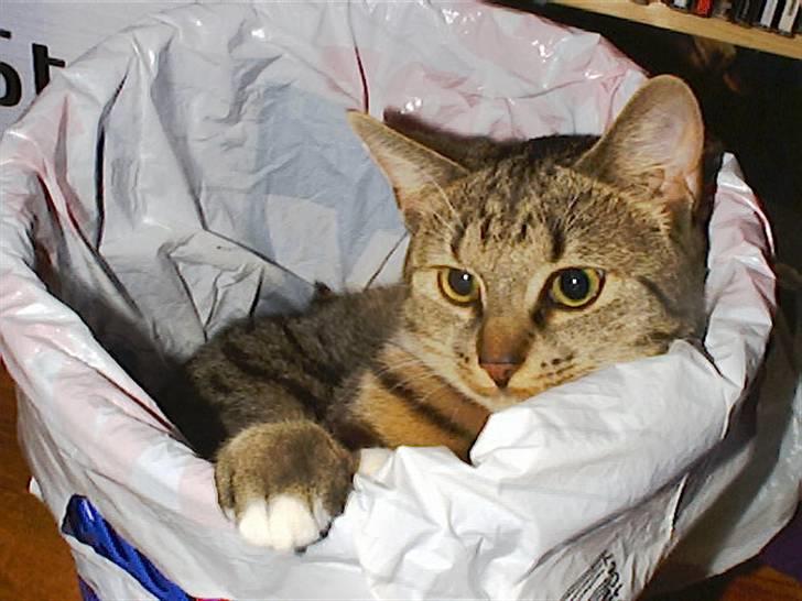 Huskat Miv billede 7