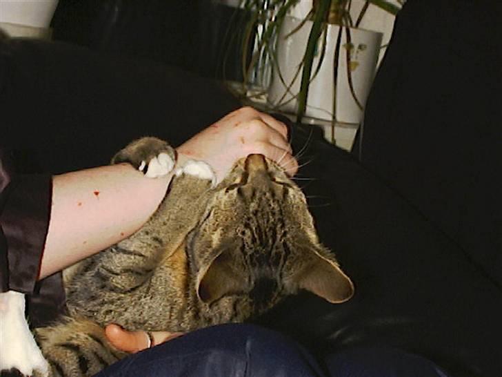 Huskat Miv billede 8