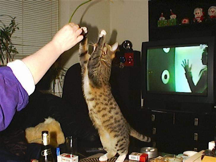 Huskat Miv billede 9