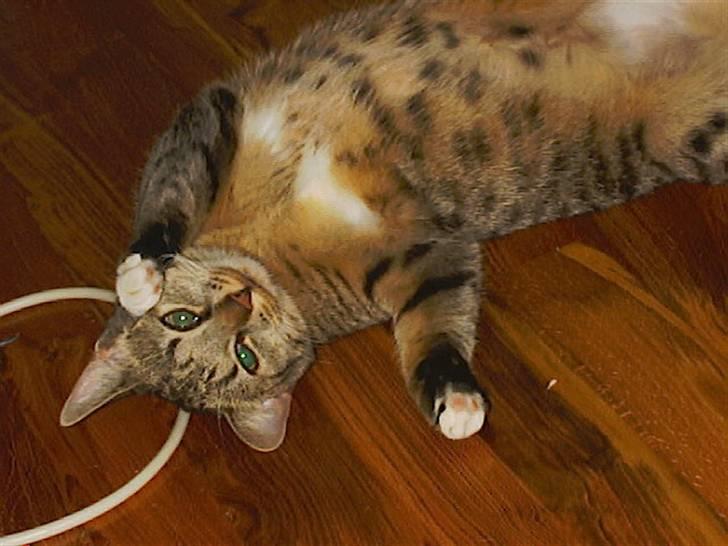 Huskat Miv billede 10